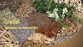  Presentation with heal - Slides having homoeopathy - herb selection used in alternative background and a tawny brown colored foreground