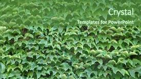  Presentation with makro leaves - Presentation theme enhanced with homogeneous out of the leaves background and a  colored foreground