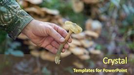  Presentation with honey whiskey - Slides with mycelium - honey agaric male hand background and a tawny brown colored foreground