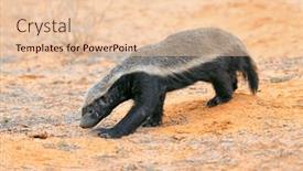  Presentation with kalahari - PPT theme with honey-badger-mellivora-capensis background and a lemonade colored foreground