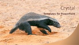  Presentation with south africa - Slides featuring honey-badger-mellivora-capensis background and a lemonade colored foreground