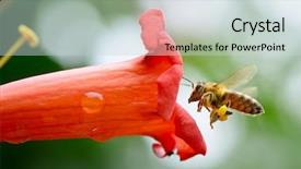  Presentation with honey bee - PPT layouts featuring honey bee collects flower nectar background and a lemonade colored foreground