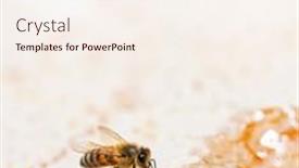  Presentation with honey bee - Presentation theme featuring honey-bee-eating-honey background and a cream colored foreground
