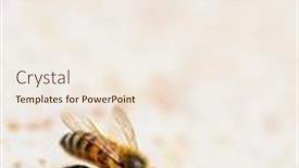  Presentation with honey bee hive - Presentation design consisting of honey-bee-eating-honey background and a sky blue colored foreground