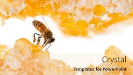  Presentation with honey bee hive - Presentation enhanced with honey-bee-eating-honey background and a blonde colored foreground