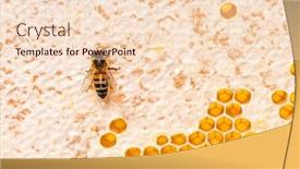  Presentation with honey bee hive - PPT theme enhanced with honey-bee-eating-honey background and a lemonade colored foreground