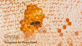  Presentation with honey bee hive - Presentation theme having honey-bee-eating-honey background and a coral colored foreground