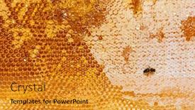  Presentation with honey bee hive - Presentation design consisting of honey-bee-eating-honey background and a gold colored foreground