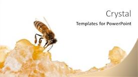  Presentation with honey bee hive - PPT layouts having honey-bee-eating-honey background and a white colored foreground