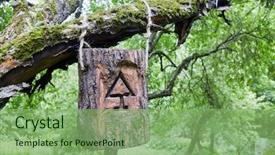  Presentation with tree and roots - Slide set enhanced with honey bee ecology - beehive made of tree log background and a seafoam green colored foreground