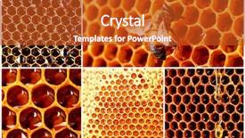  Presentation with collage - Beautiful presentation design featuring honey bee ecology - beekeeping collage backdrop and a crimson colored foreground
