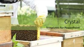  Presentation with working - Colorful PPT theme enhanced with honey bee ecology - working apiarist - beekeeper holding backdrop and a yellow colored foreground
