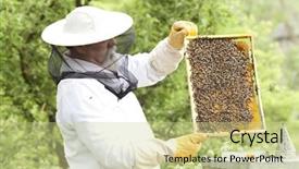  Presentation with working - Presentation featuring honey bee ecology - working apiarist background and a soft green colored foreground