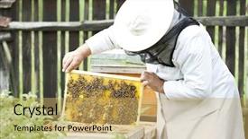  Presentation with working - Slide set consisting of honey bee ecology - working apiarist background and a yellow colored foreground
