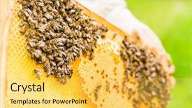  Presentation with honey bee hive - Theme consisting of honey bee hive - beekeeper controlling beehive and comb background and a yellow colored foreground