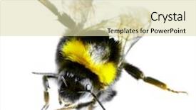  Presentation with bumblebee - Presentation theme having honey bee hive - flying bumblebee on a white background and a soft green colored foreground