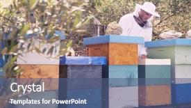 Presentation with honey bee hive - Colorful theme enhanced with honey bee hives and bee backdrop and a ocean colored foreground