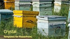 Presentation with honey bee - PPT theme having honey bee hives background and a tawny brown colored foreground