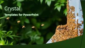  Presentation with honey bee - PPT theme featuring honey-bee-house-with-returnin background and a forest green colored foreground
