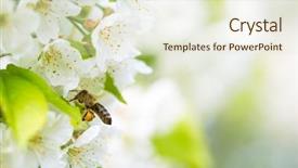  Presentation with honey bee - PPT theme consisting of honey bee in flight approaching background and a lemonade colored foreground