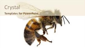  Presentation with honey bee - Colorful PPT layouts enhanced with honey-bee-isolated-on-white backdrop and a lemonade colored foreground