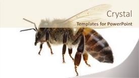  Presentation with honey bee - Cool new PPT theme with honey-bee-isolated-on-white backdrop and a lemonade colored foreground