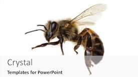  Presentation with honey bee - Slide deck having honey-bee-isolated-on-white background and a white colored foreground