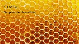  Presentation with yellow and black - Cool new slide set with honey bee life - bright yellow honeycomb backdrop and a  colored foreground