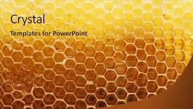  Presentation with honey bee honeycomb - PPT layouts featuring honey bee life - bright yellow honeycomb background and a yellow colored foreground