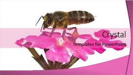  Presentation with honey bee - Cool new slides with honey bee life - working to collect backdrop and a coral colored foreground
