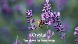  Presentation with honey bee - PPT theme with honey-bee-on-a-lavender background and a gray colored foreground
