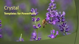  Presentation with honey bee - PPT layouts consisting of honey-bee-on-a-lavender background and a tawny brown colored foreground