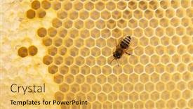  Presentation with honey bee - Beautiful PPT theme featuring honey-bee-on-honeycomb-macro backdrop and a yellow colored foreground