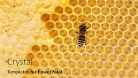  Presentation with honey bee - Slide set featuring honey-bee-on-honeycomb-macro background and a yellow colored foreground