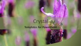  Presentation with honey bee - Presentation theme having honey-bee-on-tufted-vetch background and a seafoam green colored foreground