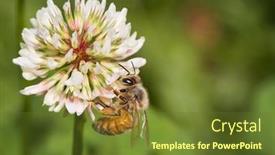  Presentation with honey bee - Presentation theme featuring honey-bee-on-white-clover background and a tawny brown colored foreground