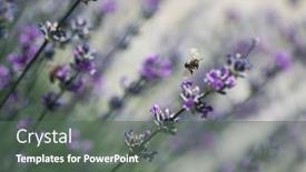  Presentation with plant insects - PPT theme enhanced with honey-bee-pollinates-lavender-flowers background and a gray colored foreground