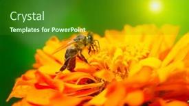 Presentation with honey bee - PPT layouts having honey bee pollinating a flower background and a forest green colored foreground