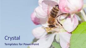  Presentation with honey bee - Cool new slide deck with honey bee pollinating an apple backdrop and a sky blue colored foreground