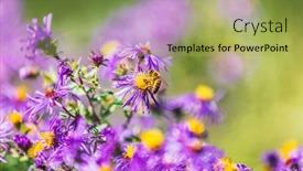  Presentation with honey bee - Theme consisting of honey-bee-pollinating-purple-aster background and a yellow colored foreground