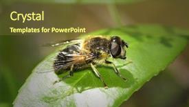  Presentation with honey bee - Presentation theme consisting of honey bee sitting in sunlight on a green leaf background and a tawny brown colored foreground