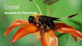  Presentation with honey bee - Cool new slides with honey-bee backdrop and a seafoam green colored foreground