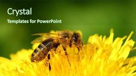  Presentation with honey bee - Presentation design enhanced with honey bee background and a tawny brown colored foreground