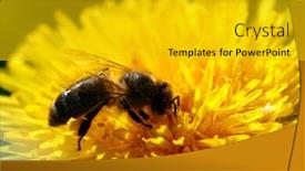  Presentation with honey bee - Beautiful presentation theme featuring honey bee backdrop and a gold colored foreground