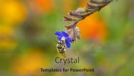  Presentation with honey bee - Beautiful PPT layouts featuring honey-bee backdrop and a gold colored foreground