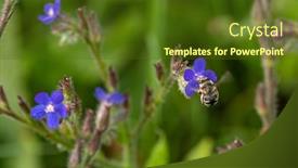  Presentation with honey bee - Cool new presentation theme with honey-bee backdrop and a tawny brown colored foreground