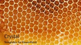  Presentation with honey bee - Cool new theme with honey beehive backdrop and a  colored foreground