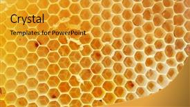 Presentation with honey bee hive - Amazing PPT theme having honey beehive backdrop and a gold colored foreground