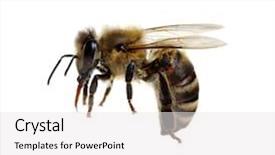  Presentation with honey bee - Theme with honey bees - bee isolated on the white background and a white colored foreground