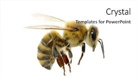  Presentation with honey bee - Audience pleasing PPT theme consisting of honey bees - bee isolated on the white backdrop and a white colored foreground